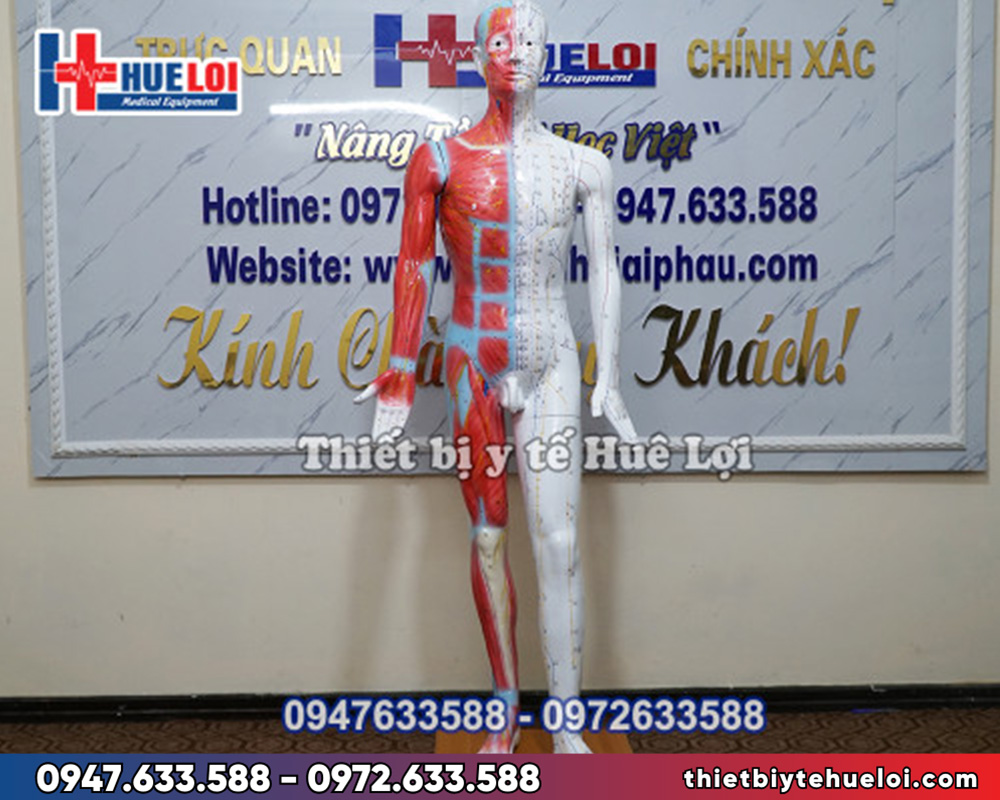 Mô hình huyệt vị - Giải phẫu cơ thể người 178cm